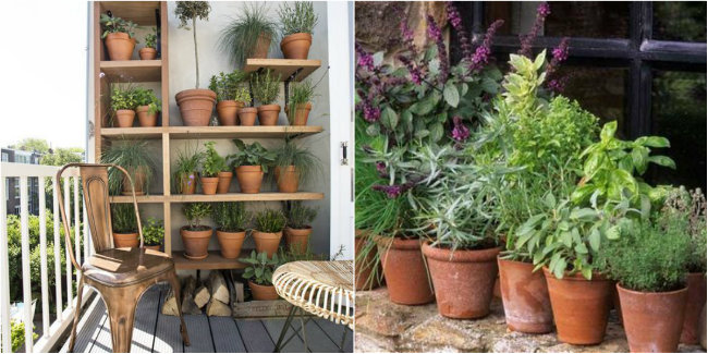 Herbs Garden
